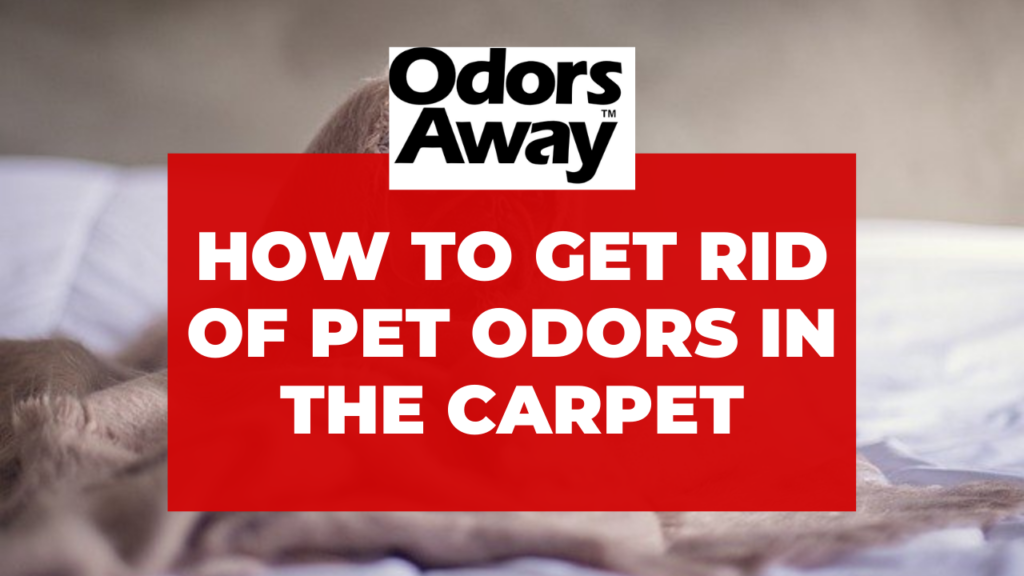 How to Eliminate Pet Odors in the Carpet