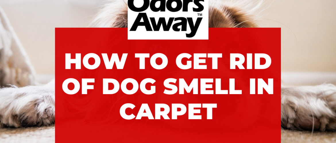 Get Rid of Dog Smell in Carpet