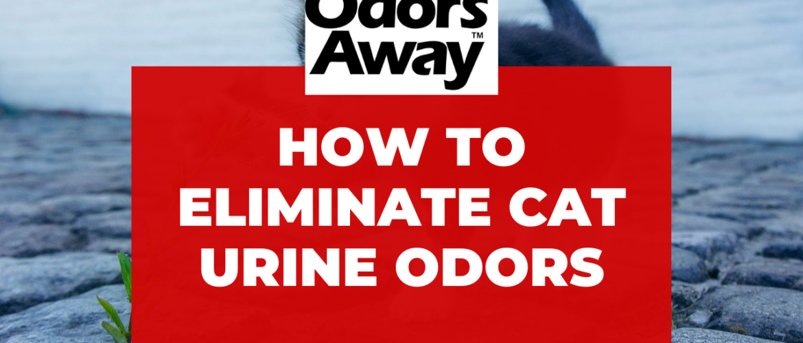 How to Eliminate Cat Urine Odors